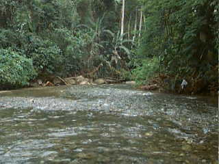 Ilha Bela - Castelhanos Beach Way